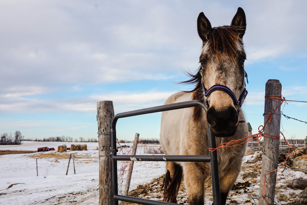 Horse enjoys the outdoor weather on the prairies of Leduc County, in Central Alberta. Find a home in Leduc, Alberta. Affordable homes and houses for sale.